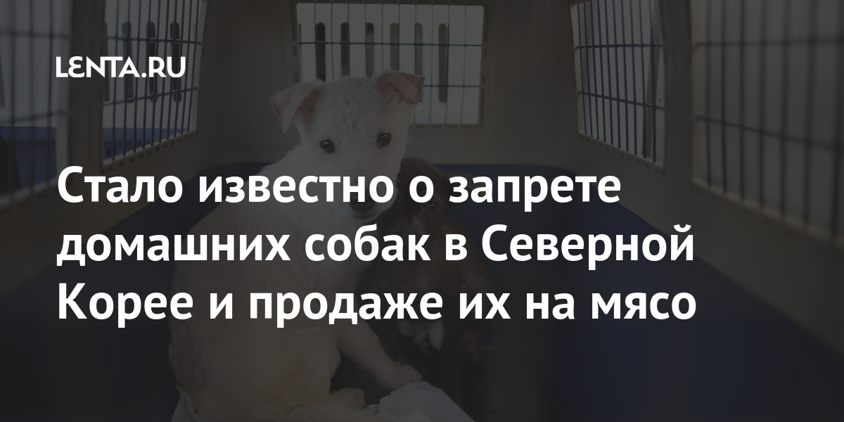 Стало известно о запрете домашних собак в Северной Корее и продаже их на мясо